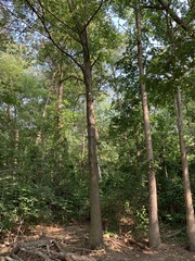 Quercus × heterophylla