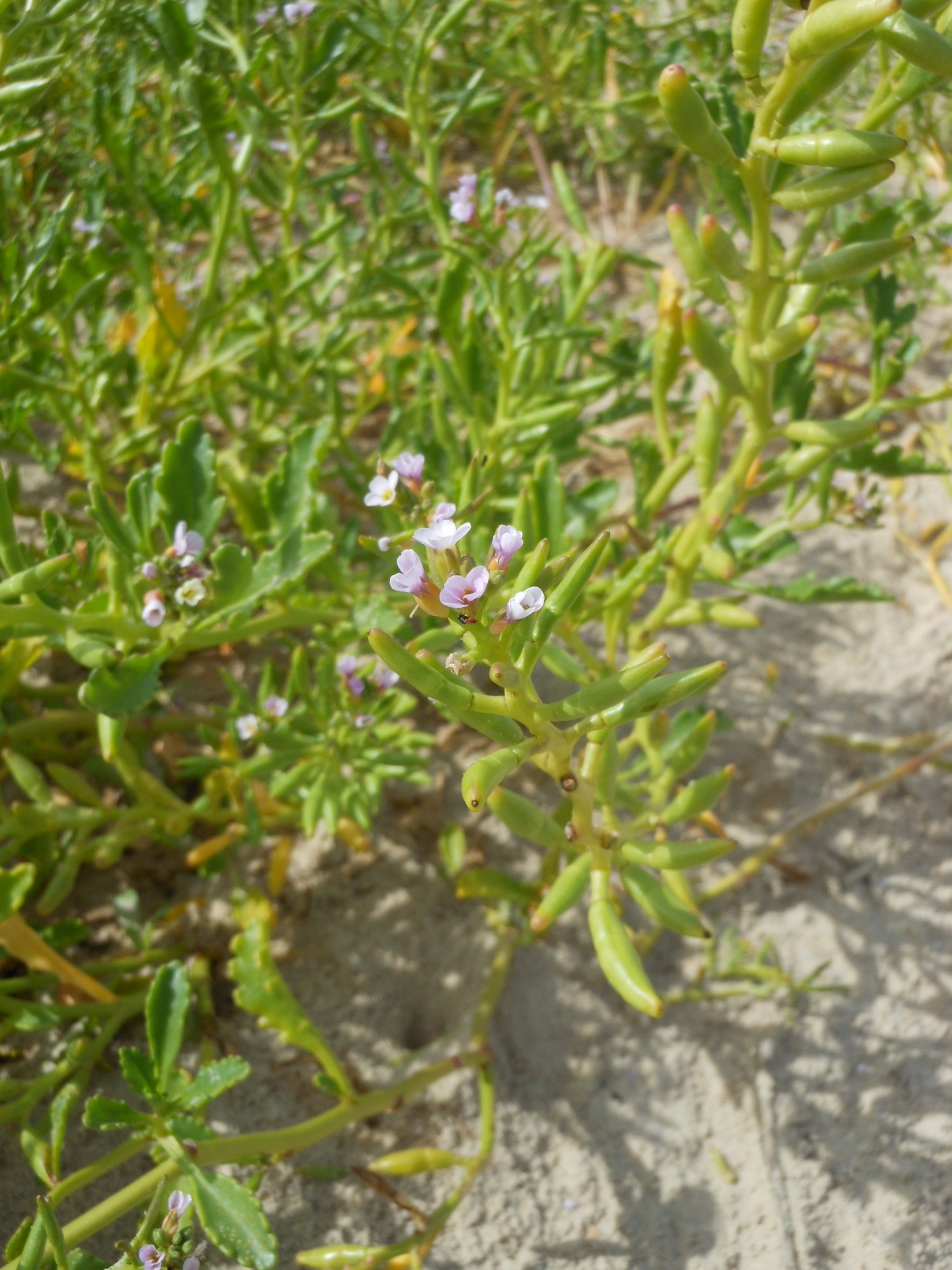 Cakile geniculata