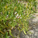 Cakile geniculata - Photo (c) Sam Kieschnick,  זכויות יוצרים חלקיות (CC BY), הועלה על ידי Sam Kieschnick