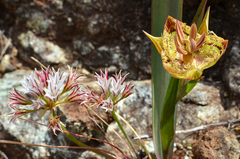Calochortus tiburonensis