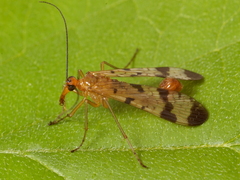 Panorpa debilis