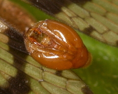 Panorpa debilis