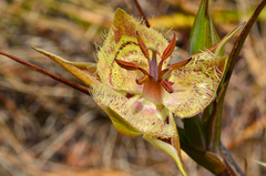 Calochortus tiburonensis