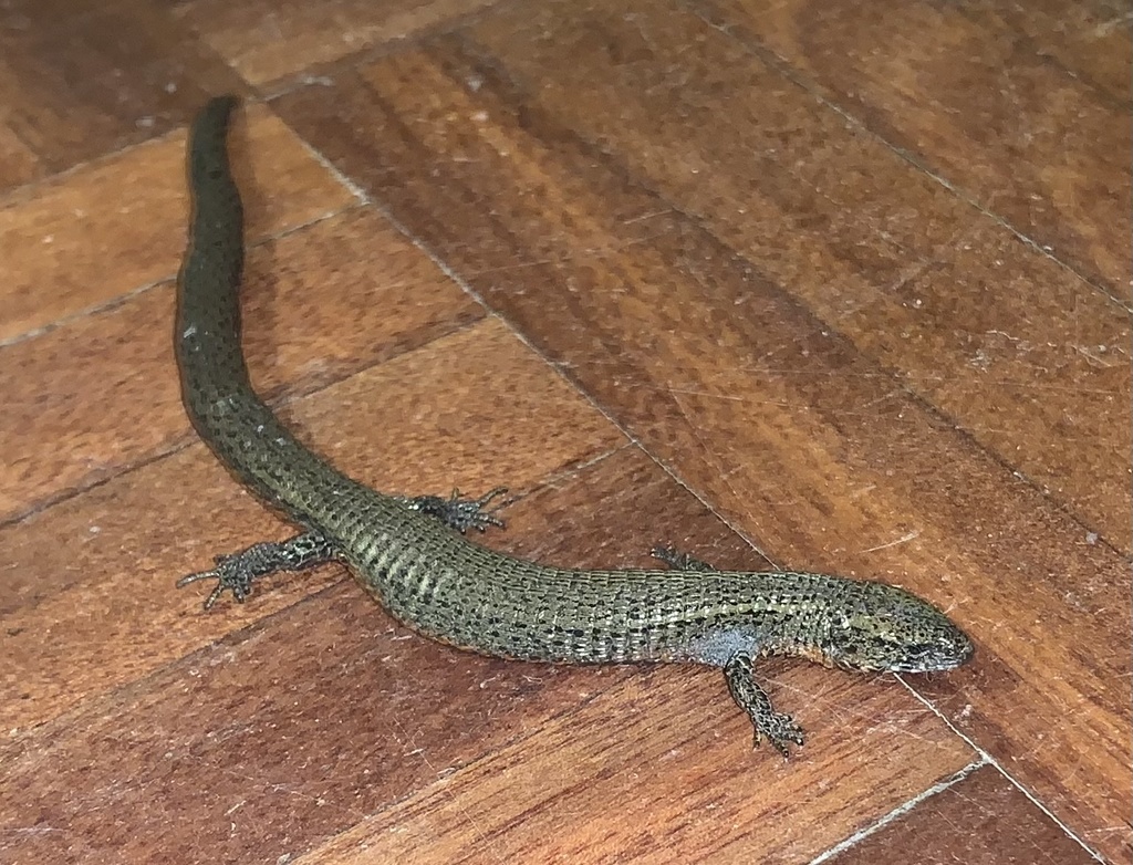 Drab Lightbulb Lizard