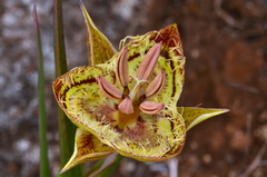 Calochortus tiburonensis