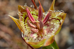 Calochortus tiburonensis
