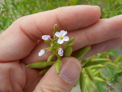 Cakile geniculata