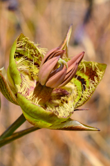 Calochortus tiburonensis