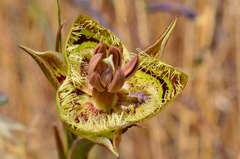 Calochortus tiburonensis