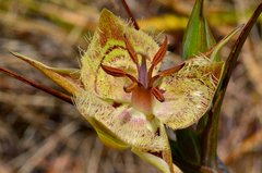 Calochortus tiburonensis