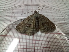 Ascotis fortunata