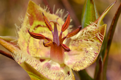 Calochortus tiburonensis