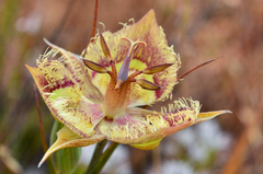 Calochortus tiburonensis