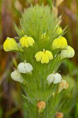 Castilleja rubicundula lithospermoides