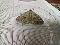 Ascotis fortunata