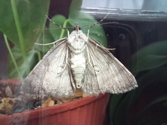Ascotis fortunata