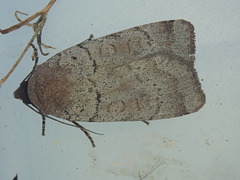 Protolampra rufipectus