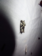Syngrapha rectangula