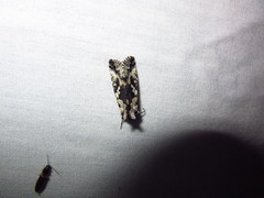 Syngrapha rectangula