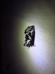 Syngrapha rectangula