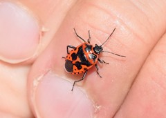 Eurydema spectabilis