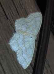 Scopula junctaria