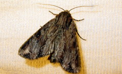 Apamea lignicolora