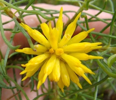 Pteronia aspera