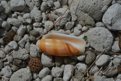 Oliva miniacea
