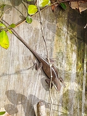 Anolis carolinensis