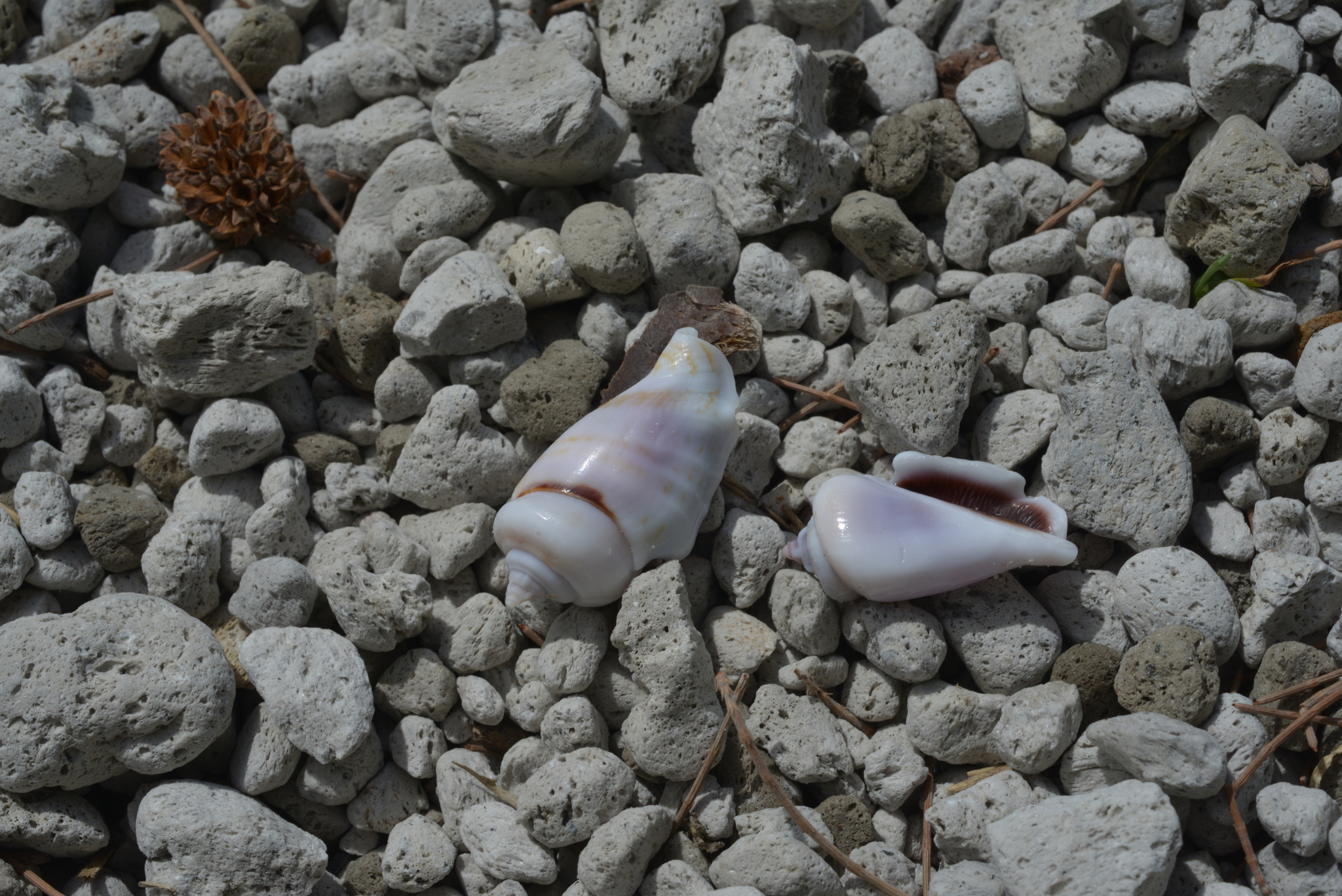 Gibberulus gibberulus (Linnaeus, 1758)