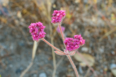 Chorizanthe douglasii