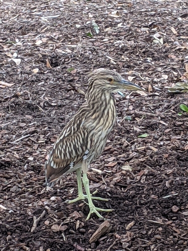 Black-crowned Night Heron photographed in South Carolina