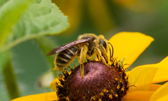 Andrena rudbeckiae