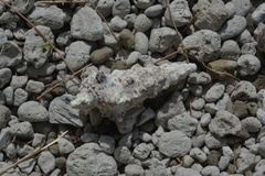 Image of Cerithium nodulosum
