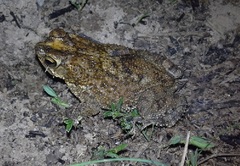 Rhinella humboldti