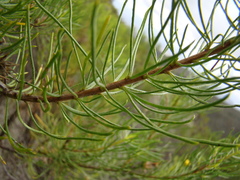 Pteronia aspera