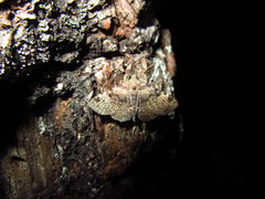 Metalectra quadrisignata