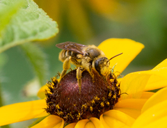 Andrena rudbeckiae