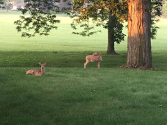 Odocoileus virginianus