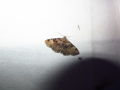 Metalectra quadrisignata