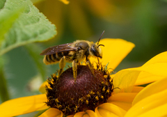 Andrena rudbeckiae