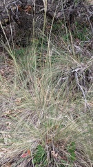 Hesperostipa comata