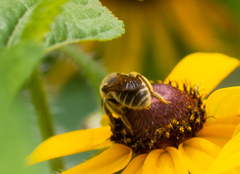 Andrena rudbeckiae