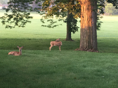 Odocoileus virginianus