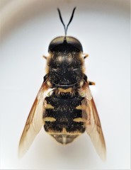 Stratiomys badia