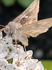 Anagrapha