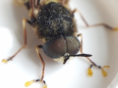Stratiomys badia