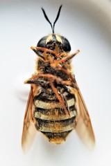 Stratiomys badia