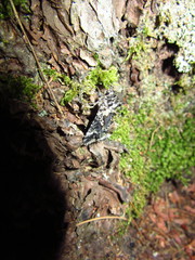 Syngrapha rectangula